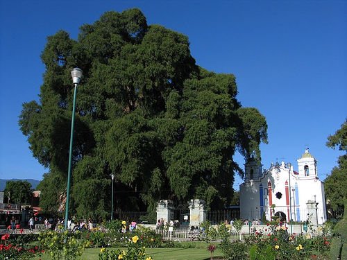 Дерево Туле, Оаксака, Мексика